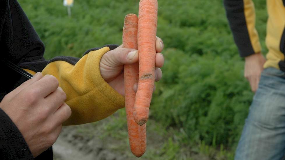 Het verschil in schade door de wortelvlieg en de wortelmineervlieg: de schade van de wortelvlieg zit meer midden in de peen, terwijl de mineervlieg vanuit het loof de peen in trekt en in de kop zijn mineergangen aanlegt (de achterste peen). De mineervlieg