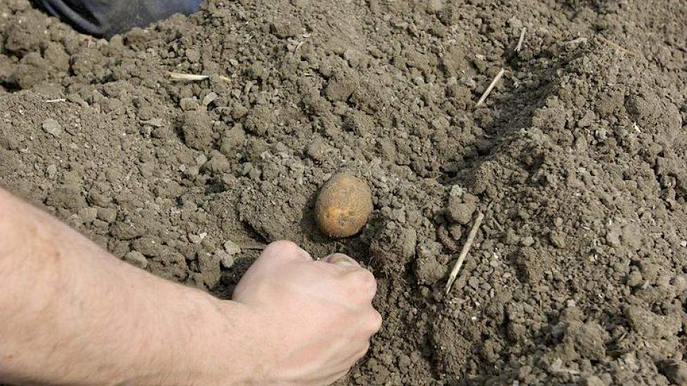 De mannen zijn tevreden: de aardappelen liggen vuisthoog gemeten vanaf de vaste grond.