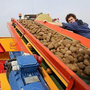 De Lange verdeelt de aardappelen over de band.