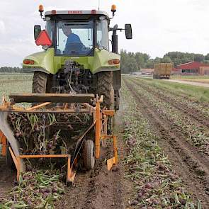 De opbrengst van de Red Ray ligt naar verwachting rond 75 ton. ‘Boven gemiddeld’, zegt hij. ‘Ik heb ze wel twee keer moeten beregenen.’ Bij de gele uien, die deze week zijn geladen, ligt de opbrengst boven de 80 ton.