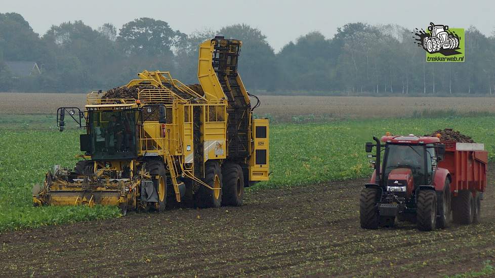 Ropa Euro-Tiger V8-4 bietenrooier van Loonbedrijf Snoeijing in actie primeur Trekkerweb