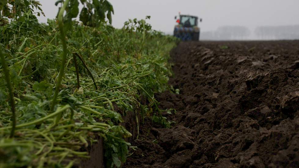 Kleine worteltjes in de omgeploegde grond laten zien hoe snel het gewas ontwikkelde. Voor De Regt is de snelle bedekking en daarmee voorkómen dat onkruid ontwikkelt belangrijk.