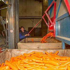 De beschadigde wortelen komen in een kist en gaan weg voor veevoer.