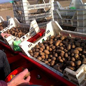 Tussendoor zijn nog ruim 40.000 miniknolletjes gepoot.