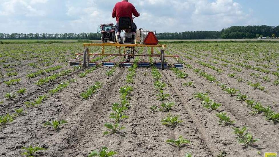 De hoeveelheid opslag val relatief mee, vindt Erik Jan Rampen. De bieten (KWS Florena) waar de opslagplanten in staan, zijn 18 maart gezaaid.