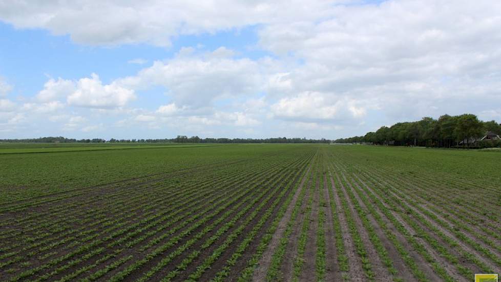 De Drentse akkerbouwer heeft dit jaar 9,25 hectare bieten, minder dan hij vorig jaar teelde. Als gevolg van de hoge suikeropbrengsten in 2014 moest de akkerbouwer suiker doorschuiven naar dit jaar.