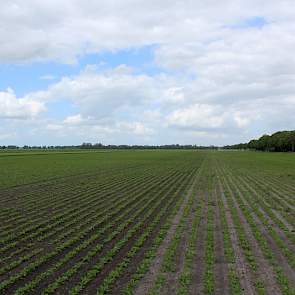 De Drentse akkerbouwer heeft dit jaar 9,25 hectare bieten, minder dan hij vorig jaar teelde. Als gevolg van de hoge suikeropbrengsten in 2014 moest de akkerbouwer suiker doorschuiven naar dit jaar.