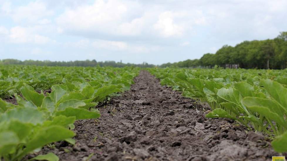 ‘Door het koude voorjaar groeien de bieten niet zo snel, maar afgelopen week hebben ze een inhaalslag gemaakt’, zegt Hoiting.