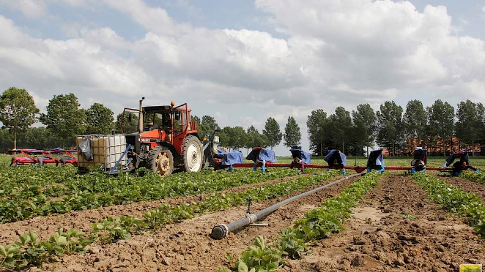 De afstand tussen de rijen is anderhalve meter. Over anderhalve maand is dat dichtgegroeid met nieuwe plantjes. Het is dan niet meer mogelijk zo met de trekker door het gewas te rijden. Chemische bestrijding en lopend in het gewas onkruid verwijderen kan