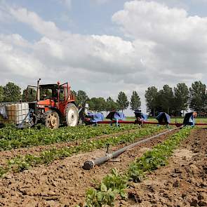 De afstand tussen de rijen is anderhalve meter. Over anderhalve maand is dat dichtgegroeid met nieuwe plantjes. Het is dan niet meer mogelijk zo met de trekker door het gewas te rijden. Chemische bestrijding en lopend in het gewas onkruid verwijderen kan