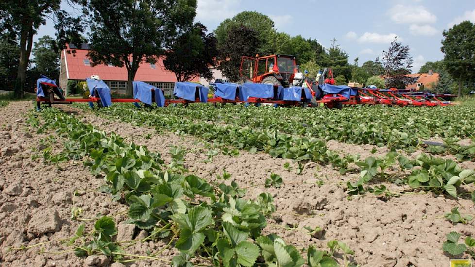 Het oprooien van alle planten gebeurt in het begin van de winter met een volvelds rooier. De planten zijn dan in rust. Na sorteren gaan ze de bewaring in bij 1 tot 1,5 graden onder nul. Als ze dan in het voorjaar naar de telers gaan begint de bloei zodra