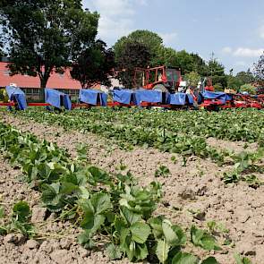 Het oprooien van alle planten gebeurt in het begin van de winter met een volvelds rooier. De planten zijn dan in rust. Na sorteren gaan ze de bewaring in bij 1 tot 1,5 graden onder nul. Als ze dan in het voorjaar naar de telers gaan begint de bloei zodra