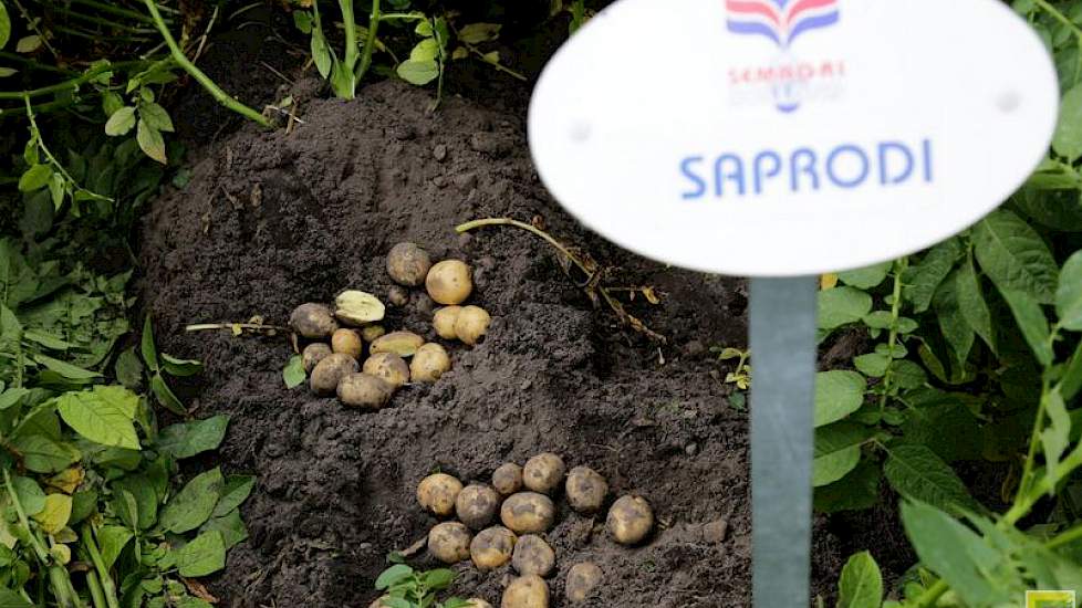 Belangrijk is volgens Buwalda dat de rassen volledig resistent zijn tegen nematoden en wratziekten. „Deelresistent is niet genoeg voor onze afnemers.”