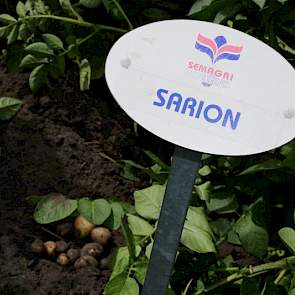 De knolzetting kan dit jaar per ras verschillen. Het ene ras blijkt gevoeliger voor koude, droogte of de hittegolf dan het andere. Misschien beperkt het de vermeerdering van poters, maar de prijs zal beter zijn, zeker nu consumptieprijzen in Zuid-Europa w