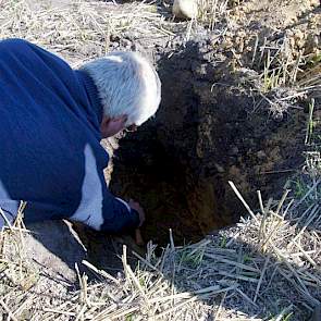 Aasman dook ook even in de grond om de dieper gelegen sponsstructuur en de ingespoelde humus te laten zien. De prachtige structuur van de eeuwenoude es moet de teler nooit kapot maken, benadrukt Aasman.