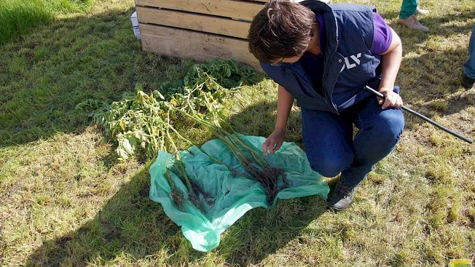 Sigrid Arends gaf uitleg over directe ruggenopbouw in aardappelen. Voorwaarden zijn goed pootgoed en een goede rhizoctoniabehandeling. Dit jaar kwamen aardappelen langzaam boven door het koude voorjaar. De nabehandeling van de grond moest daarom goed diep