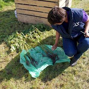 Sigrid Arends gaf uitleg over directe ruggenopbouw in aardappelen. Voorwaarden zijn goed pootgoed en een goede rhizoctoniabehandeling. Dit jaar kwamen aardappelen langzaam boven door het koude voorjaar. De nabehandeling van de grond moest daarom goed diep