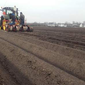 Hij zaait hier 4,5 hectare met het vroege ras Laguna. Het zaaien gebeurt door maatschap De Bruycker uit Dronten.