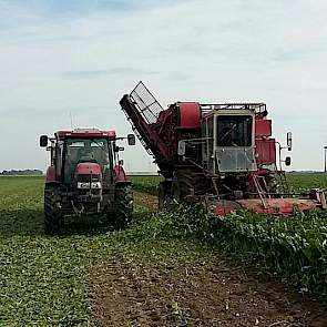 De bieten worden maandag verladen voor verwerking bij Cosun.