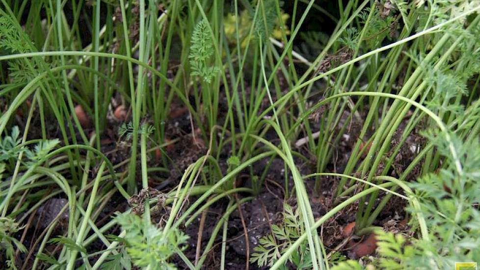 De resultaten van de verfijnde zaadfractie kwam niet aan bod. Op de foto is wel zichtbaar dat in deze rij planten ontbreken. Dit is een gevolg van het lichtste zaad dat minder resultaat heeft, tenminste; op het veld.