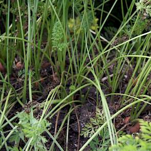 De resultaten van de verfijnde zaadfractie kwam niet aan bod. Op de foto is wel zichtbaar dat in deze rij planten ontbreken. Dit is een gevolg van het lichtste zaad dat minder resultaat heeft, tenminste; op het veld.