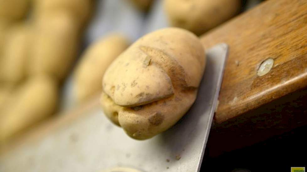 Deze partij heeft veel knollen met groeischeuren. Toch kiest De Weerd er niet voor om zijn aardappelen te sorteren onder de nieuwe norm van 1,5 cm. ‘De regeling geldt voor klasse B of klasse S met bestemming Nederland. Wij telen klasse S en het gros hierv