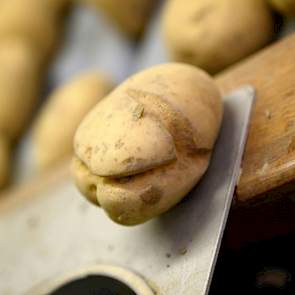 Deze partij heeft veel knollen met groeischeuren. Toch kiest De Weerd er niet voor om zijn aardappelen te sorteren onder de nieuwe norm van 1,5 cm. ‘De regeling geldt voor klasse B of klasse S met bestemming Nederland. Wij telen klasse S en het gros hierv