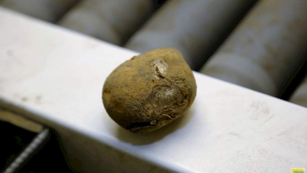 Deze aardappel is beschadigd geraakt, waarschijnlijk door het rooien. Door de beschadiging is de aardappel daar verkleurd. Tijdens het lezen komt hij in een aantal partijen wel veel groeischeuren tegen. ‘In deze Agria’s valt dat gelukkig mee.’