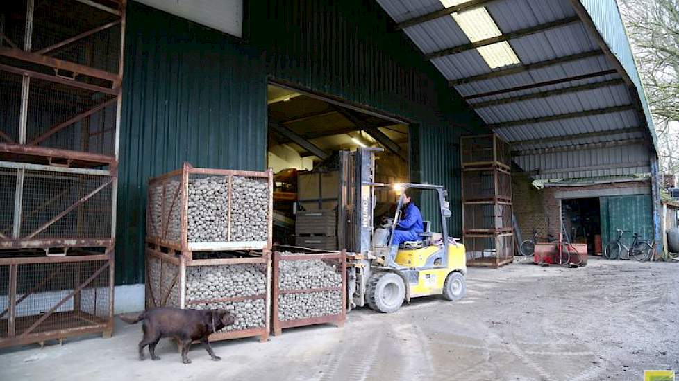 De schuur uit 1997 is tegen de muur van de oude schuur aangebouwd. Zoon Arjan verplaatst met de heftruck enkele kisten met eigen pootgoed. Deze aardappelen worden niet gelezen, ze worden in kisten gerooid en één keer in het bewaarseizoen over de stortbak