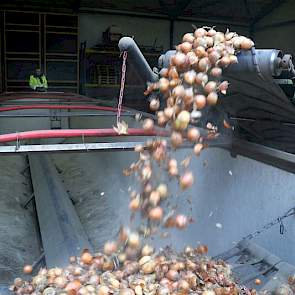 De uien worden vervoerd naar Waterman Onions, waar ze worden gesorteerd en verpakt.