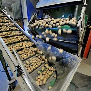 Eén van de sorteerlijnen van akkerbouwbedrijf en koelhuis Bergmans in Wijnaldum. Hierop worden momenteel aardappelen van het ras Memphis gesorteerd. Na het lezen worden de aardappelen in kisten gedraaid.