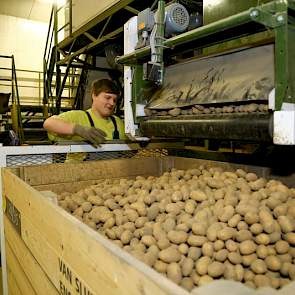 De aardappelen worden op maat gesorteerd, gelezen en weer in kisten gedraaid, waarna ze de koeling in gaan. De aardappelen zijn bestemd voor export.