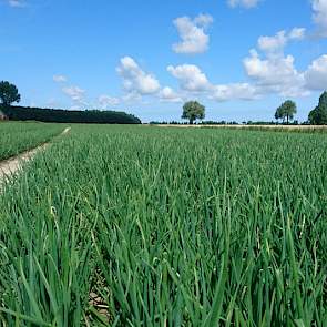 Het weer zal uiteindelijk de opbrengst gaan bepalen, zegt de akkerbouwer uit Mensingeweer (GR). ‘Het is nu een kwestie van regen op z’n tijd en gezond houden.’