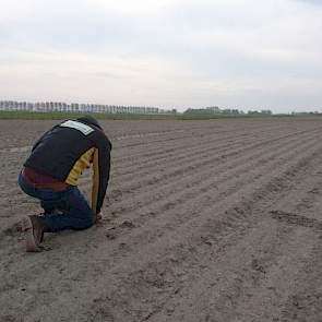 8 mei: Begin vorige week zag Gesink dat de bespuiting wat witte topjes in de uien had veroorzaakt. Samen met Jacob Wassenaar van Agrifirm Plant bekijkt de akkerbouwer het resultaat. Hun conclusie: in het kramstadium kan een ui gelukkig tegen een stootje.