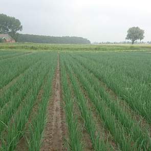 29 juni: De eerste ziektebestrijding met 1,75 kg mancozeb ligt er op. Gisteren hebben de uien 22 mm neerslag gehad, dat is goed voor de groei van het gewas.