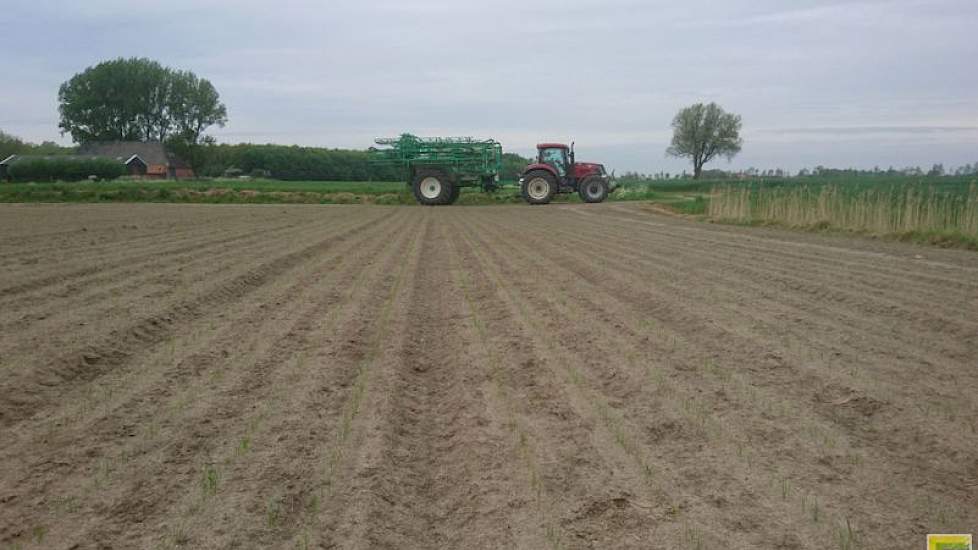 17 mei: Gesink heeft 0,5 liter wing P en 0,5 liter chlooripc gespoten. Het is volgens de teler nu zaak om de voorraad bodemherbicide voldoende op orde te hebben om nieuw onkruid minder kans te geven.