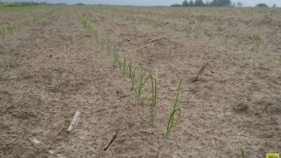 17 mei: De groei zit er in: de plantjes hebben nu een pijp van 3 tot 7 cm.