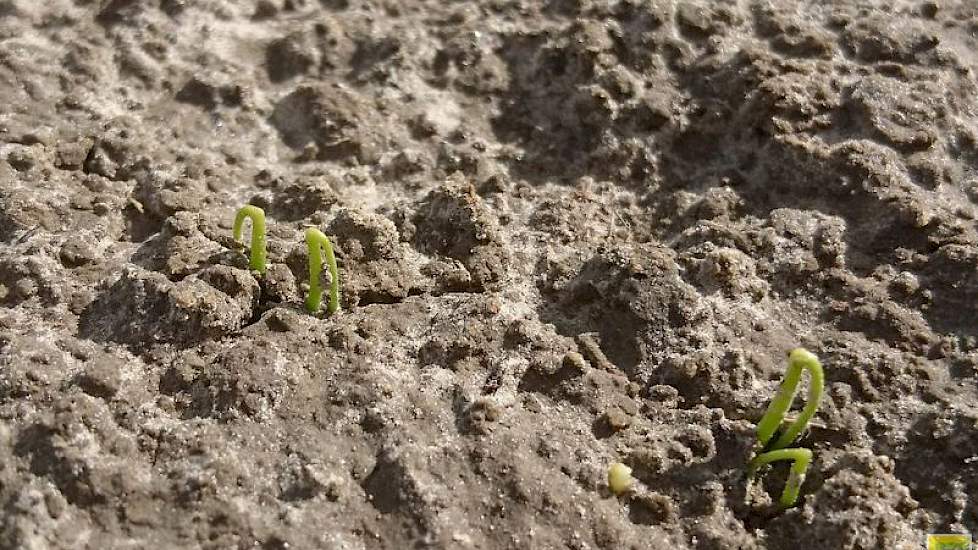 26 april: De eerste uien komen boven.