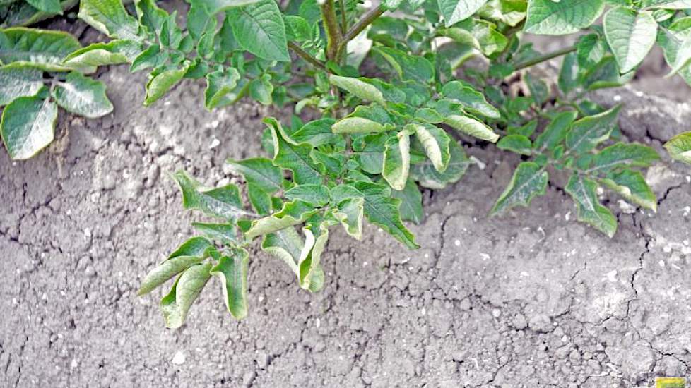 Bladrol komt bijna niet meer voor in Nederland, maar in het proefveld ligt een veldje waarin de afwijking te zien is. „De kleur van de bladeren is lichter. Het loof staat steiler, terwijl de andere planten mooi rond staan. Dat zijn al twee symptomen dat e