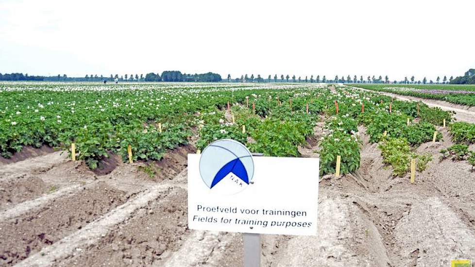 Het controleveld van de NAK is een verzameling van kleine veldjes aardappelen. Sommige staan al in volle bloei, bij andere begint het net te komen. Vast onderdeel in de selectiecursus is het herkennen van de verschillende rassen. Op de proefvelden staan z