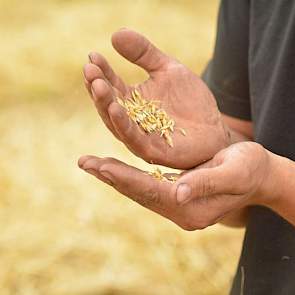 Hoe hoog het hectolitergewicht is, weet hij niet, maar hij gokt dat het niet al te hoog is. ‘Het gewas is te snel ingedroogd. In de laatste veertien dagen was het zo droog, daar is de korrel niet meer zwaarder van geworden.’