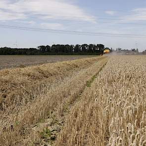 Akkerbouwer Hendri Witkop wil zo min mogelijk bodemverdichting op deze grond. Daarom lossen de medewerkers de combine op de kopakker of het kavelpad. „Dat kost wat meer tijd. Het kan zo 15 tot 20 procent langer duren. Je ziet ook dat de graantank dan net