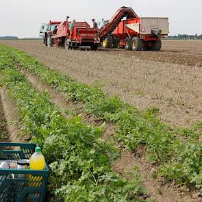 Omdat het perceel wat verder van de boerderij af ligt, drinken ze koffie op het land. Het krat met koffie staat in een perceel wortelpeterselie. Van Dijke teelt dit gewas al meerdere jaren op contract voor Top Fresh.