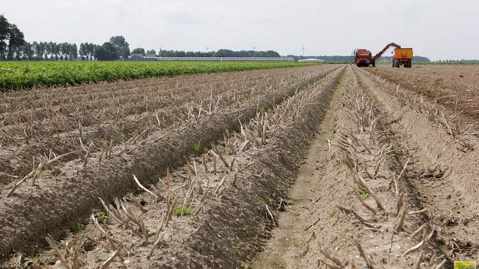 De aardappelen zijn op 18 juli geklapt en gespoten.