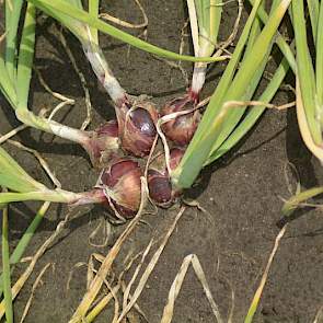 Het zaad voor deze uien wordt in perspotjes geplant en voorgekiemd. In maart, zodra het weer en het land het toelieten, zijn deze potjes geplant met een volautomatische plantmachine. Zo hebben deze uien een voorsprong op zaaiuien waarvan het zaad in de vo