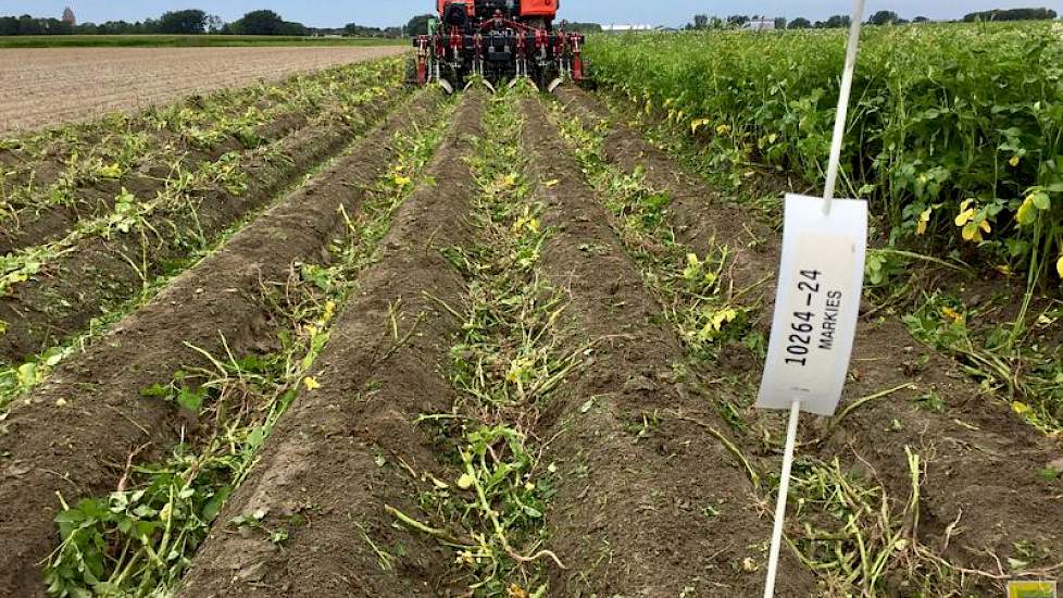 De wortelsnijder perfectioneert het werk van de looftrekker, vindt Regnerus. ‘Het loof wordt met riemen van de plant getrokken. De knol krijgt echter nog steeds voeding via de wortels. De wortelsnijder stopt ook deze aanvoer. Moederknollen sterven eerder