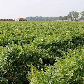 Het groeiseizoen verliep heel goed, zegt Schuijlenburg. Het voorjaar was droog, maar de peen is half april gezaaid, en toen was de grond nog vochtig genoeg. De medewerkers van de stadsboerderij hebben de peen dan ook niet hoeven beregenen.