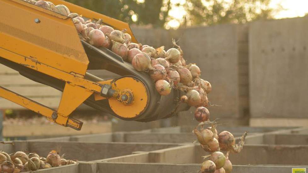 De uien worden bij de boerderij in kisten gestort.