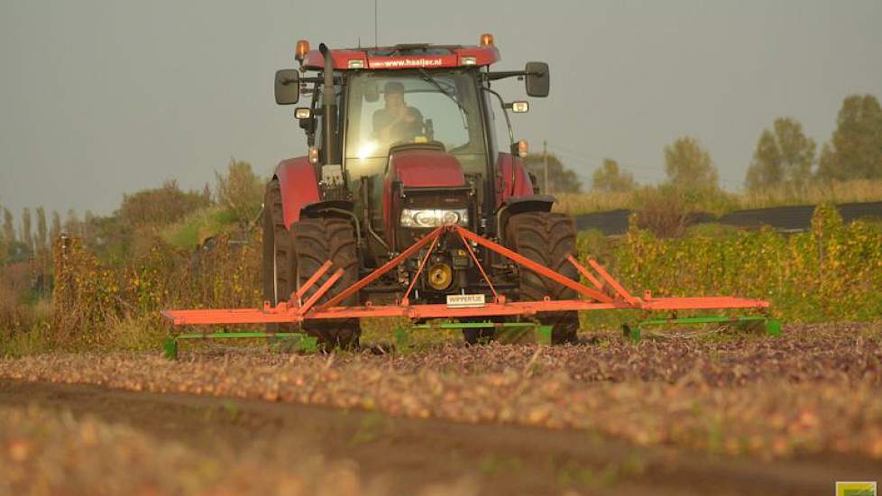 Het wippertje neemt drie bedden in één werkgang mee. Met een snelheid van 5 tot 6 km per uur legt de machine de uien weer los in het zwad.