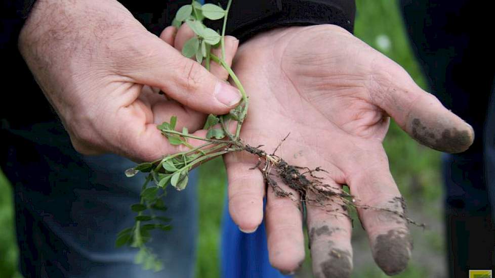 De wortels van wikke op de hand van een van de aanwezigen. Hij haalt alles uit de grond, het gaat niet alleen om wat er van bovenaf zichtbaar is. Ook zegt hij dat wikke duur mag heten, maar het levert vele malen meer op dan wat het kost. „Het iele gewasje